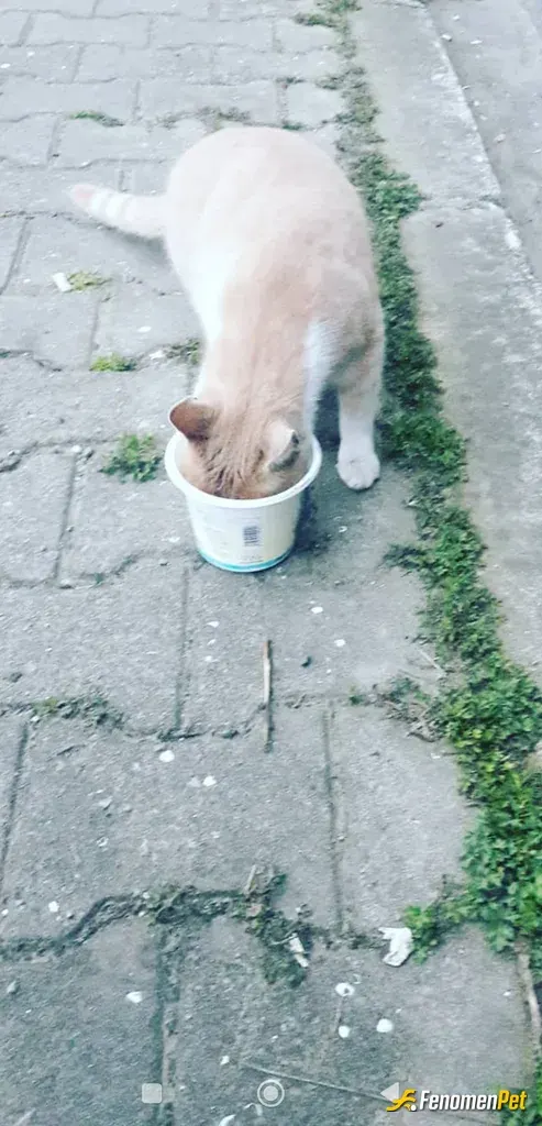 Sokak hayvanı besleme: Susamış minik