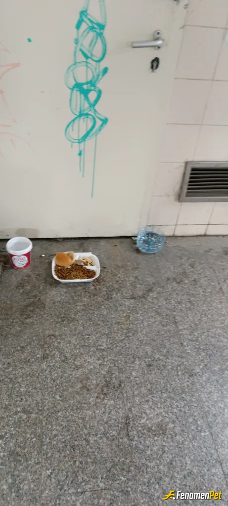 Sokak hayvanı besleme: Teşekkürler fenomenbet çok duyarlisiniz