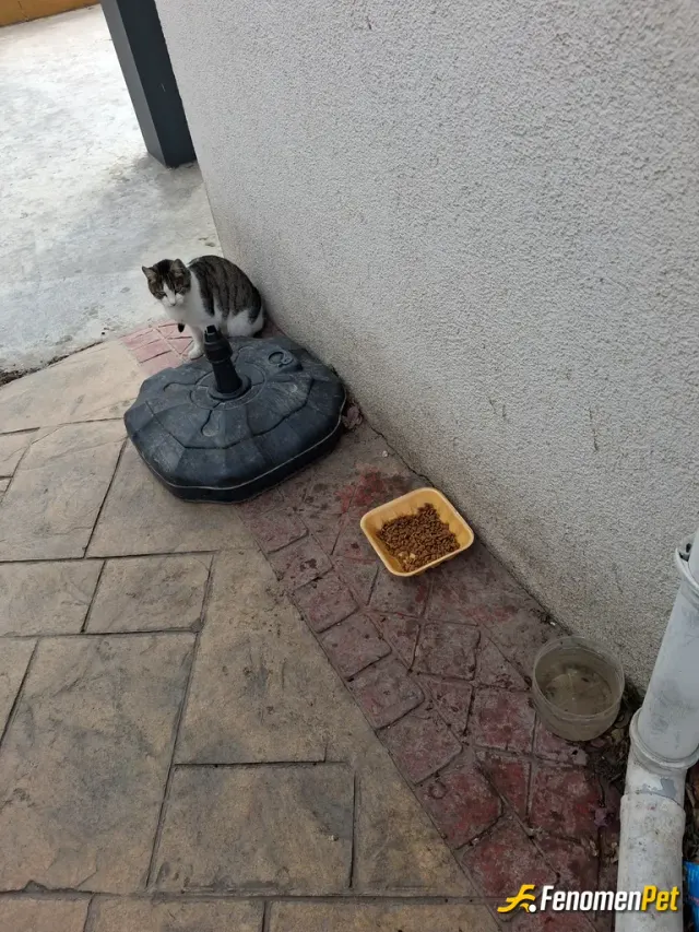 Sokak hayvanı besleme: Evimin altında kedi mamaları alıyorum kalan yemekleri sularını değiştirip veriyorum her gün