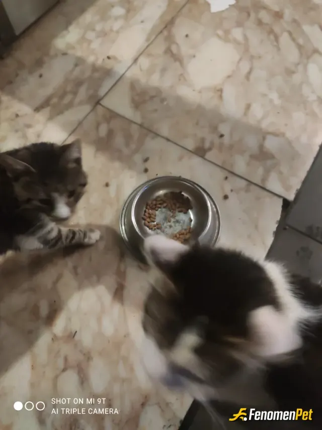 Sokak hayvanı besleme: Çalıştığım iş yerinde kuru mama alıp besliyorum 20ye yakın kedi besledim bu arada