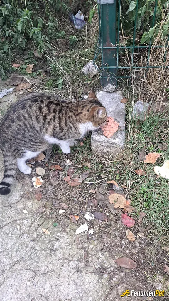 Sokak hayvanı besleme: Sokakta kedileri asla pas geçmem:)