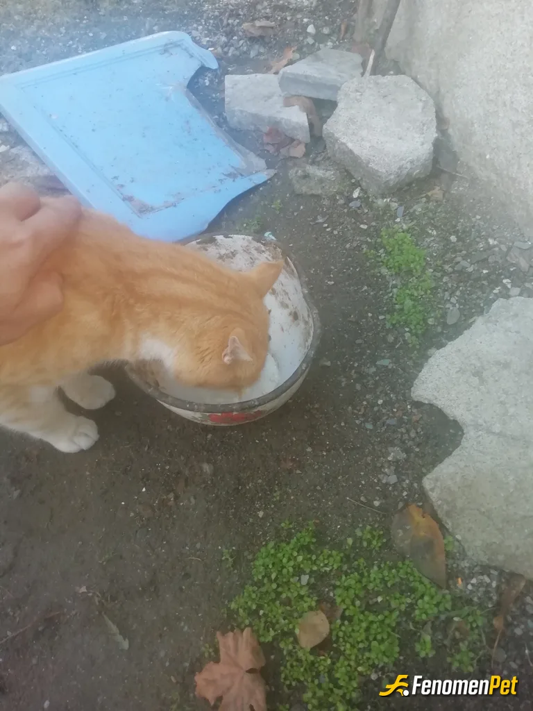 Sokak hayvanı besleme: Su ve mama vererek