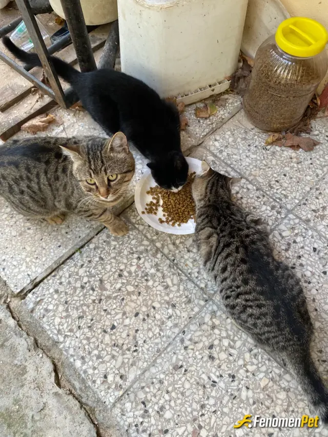 Sokak hayvanı besleme: Benim köpeğim var ama bunlar da dostlarım sürekli benden mama bekliyorlar her zaman mamalarını veririm.