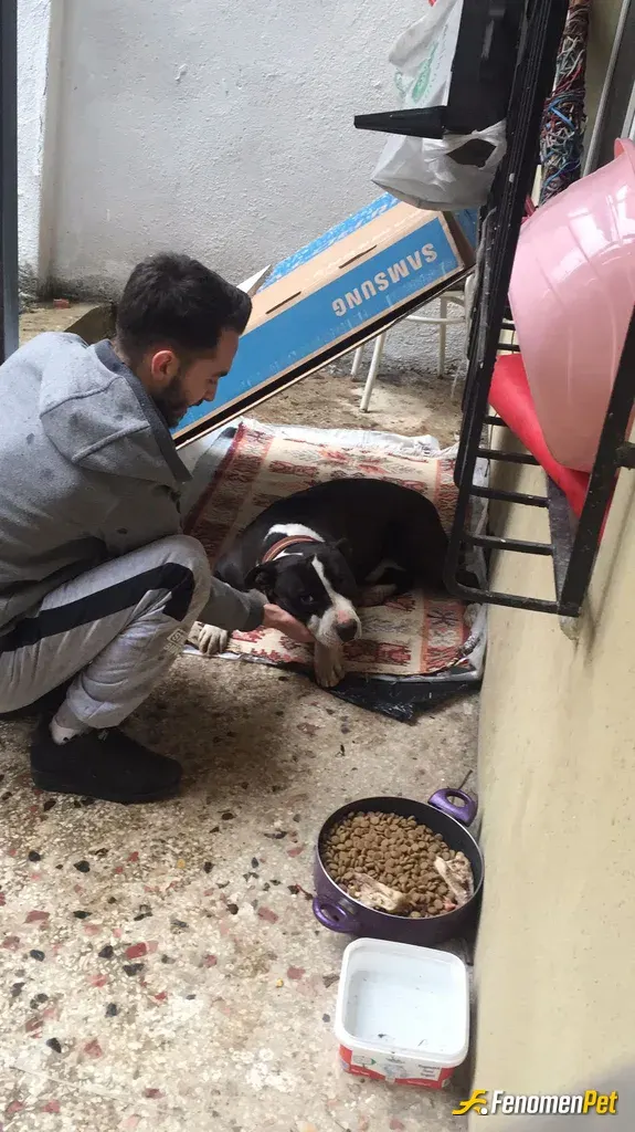 Sokak hayvanı besleme: Bu soğuk havalar da küçük patili dostlarımızı unutmamalıyız. :)
Namıdeğer (Max) olur kendisi.. Evlatt :))