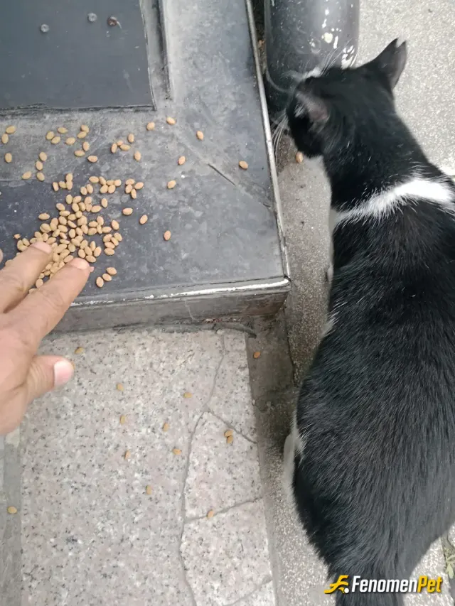 Sokak hayvanı besleme: Mama alarak geldim ve yemesi için önüne koydum