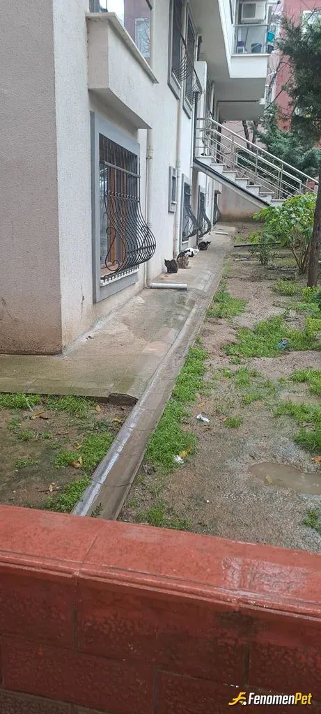 Sokak hayvanı besleme: Evimde 14 tane sokakta da kapımızın önünde 7-8 tane var zaten 2 senedir yemeklerini ben ve 3 tane daha komşumu