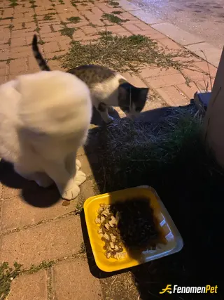 Sokak hayvanı besleme: seviyoruz