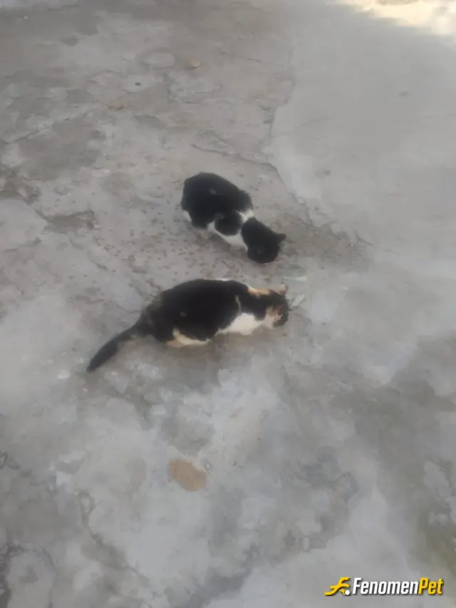 Sokak hayvanı besleme: Mahallemizin kedileri günlük her gün mama ve su ihtiyaçlarını karşılamaya çalışıyorum