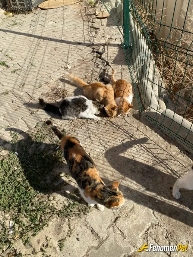 Sokak hayvanı besleme: Marketimizin önünde duruyorlar sürekli mama veriyorum seviyorum onları