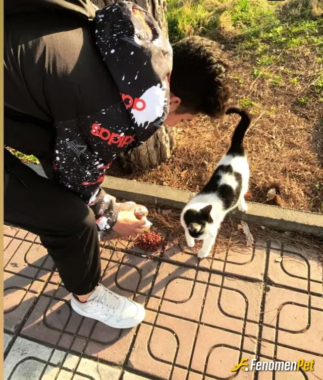 Sokak hayvanı besleme: #Fenomenpet hashtagi