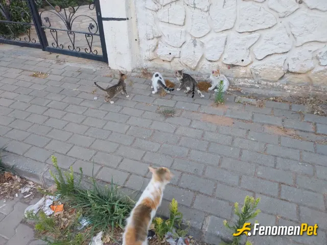 Sokak hayvanı besleme: İstisnasız her gün site etrafında 3 noktaya kedi maması koyuyorum.