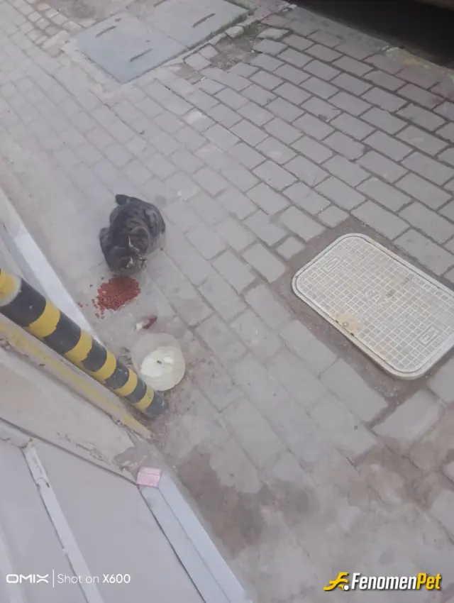 Sokak hayvanı besleme: #Fenomenpet seviyoruz