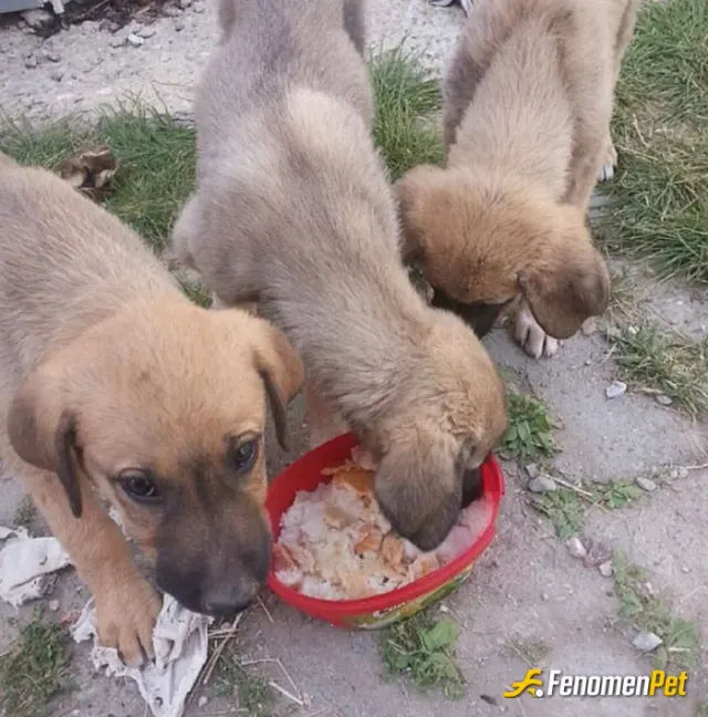 Sokak hayvanı besleme: Ben normalde hayvanlardan korkuyorum ama Erzurum'da yaşadığım için burası çok soğuk her gördügüm hayvana yemek