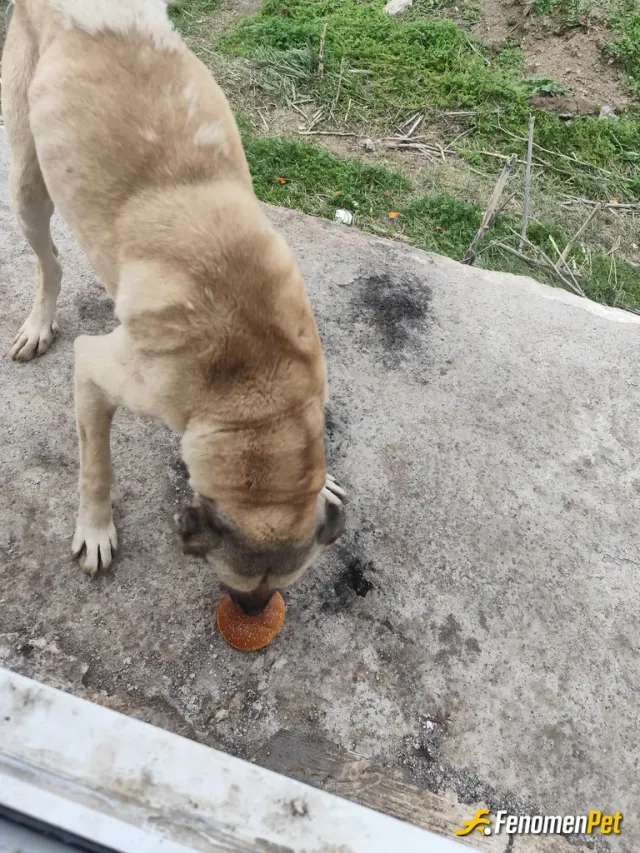 Sokak hayvanı besleme: .....