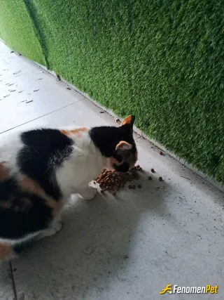 Sokak hayvanı besleme: Arkadaşımın kapıya gelmişti mama verdim çok tatlı❤️