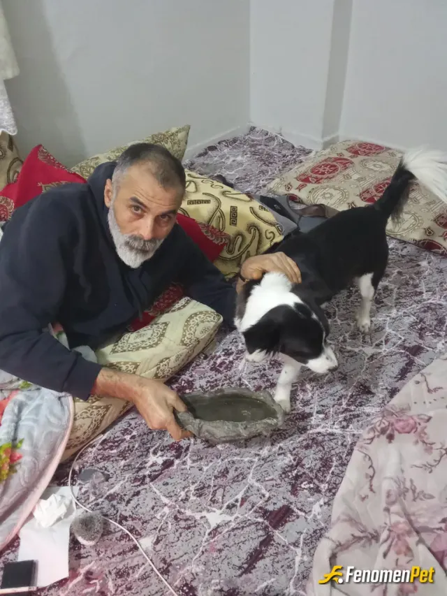 Sokak hayvanı besleme: Ben özurluyum eve aldım bundan sonra benimle yaşayacak ismi de fenomen oldu