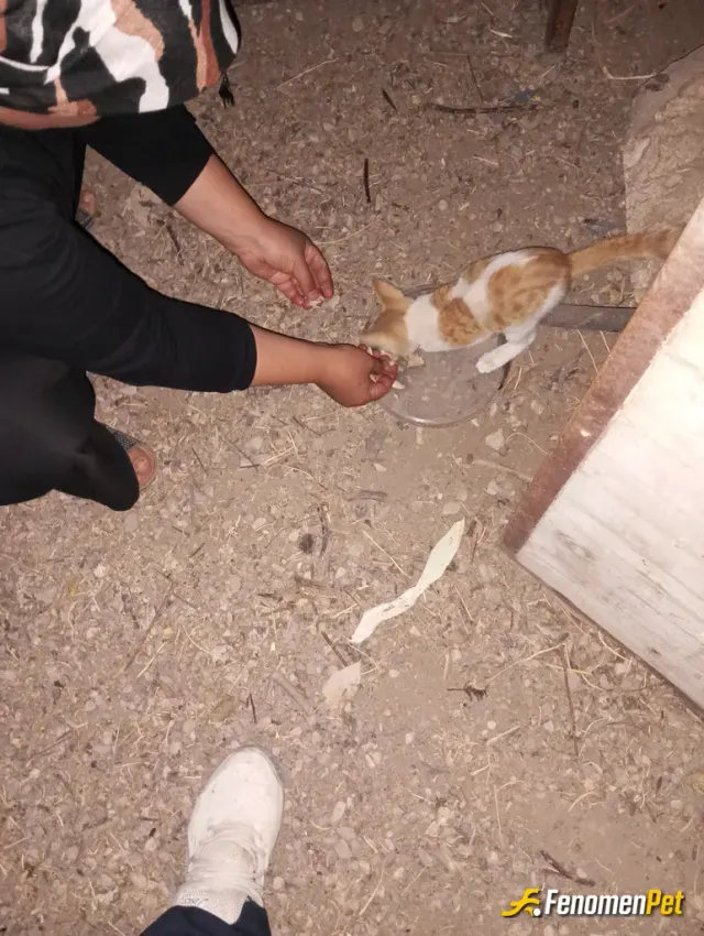 Sokak hayvanı besleme: Eve aldım sahiplendim ve aileden biri oldu