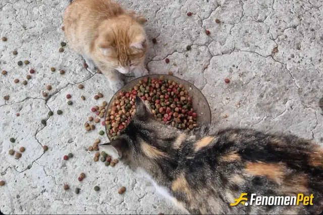 Sokak hayvanı besleme: Köy evinde mama ile besledim