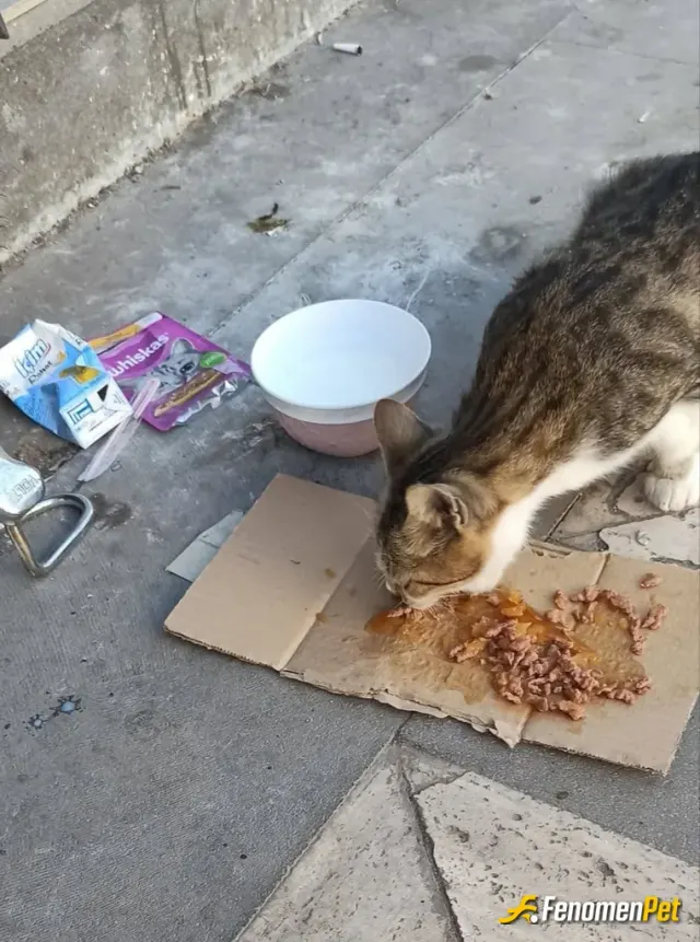 Sokak hayvanı besleme: #Fenomenpet kendisini herzaman besleriz ismini tekir koyduk çok cana yakın bir kedimiz:)