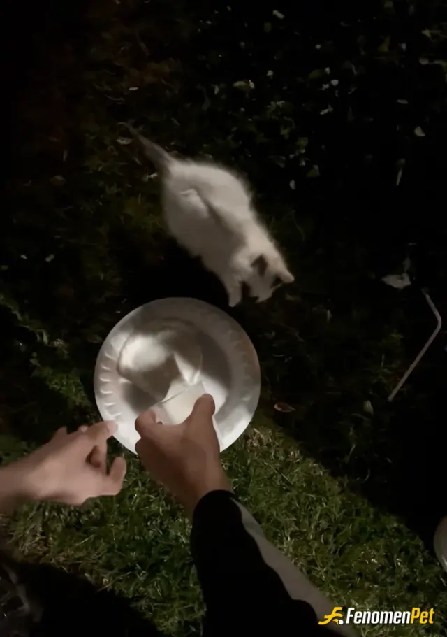 Sokak hayvanı besleme: Yavru bir kediye süt verdik kardeşimle 🥰