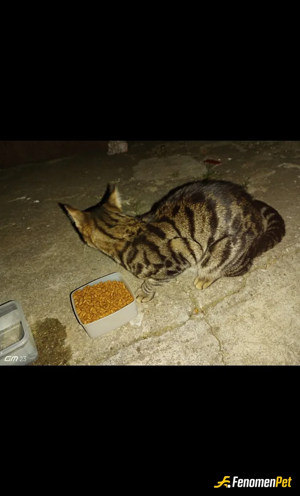 Sokak hayvanı besleme: Bu minnoş arkadaşıma hasta ziyaretine gittiğim gün köpeklerin arasından nasıl geçtiyse sapasağlam çıkagelmiş ki hemen ön…
