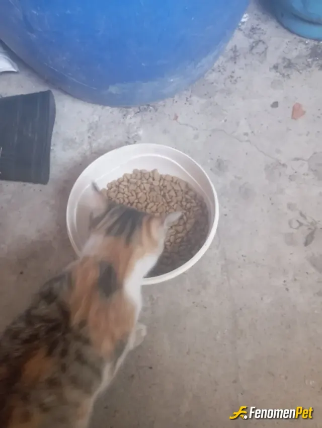 Sokak hayvanı besleme: Mama yerken ponçik buyumuş artik 😊