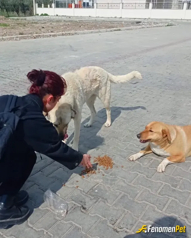 Sokak hayvanı besleme: İş ortamında düzenlenen bir program kapsamında mama yardımında bulunduk