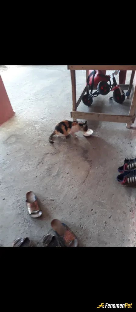 Sokak hayvanı besleme: Kızım hayvanları çok seviyor bahçede besliyorduk daha sonra eve gelmeyebasladilar kapıda her gün bi kase süt i
