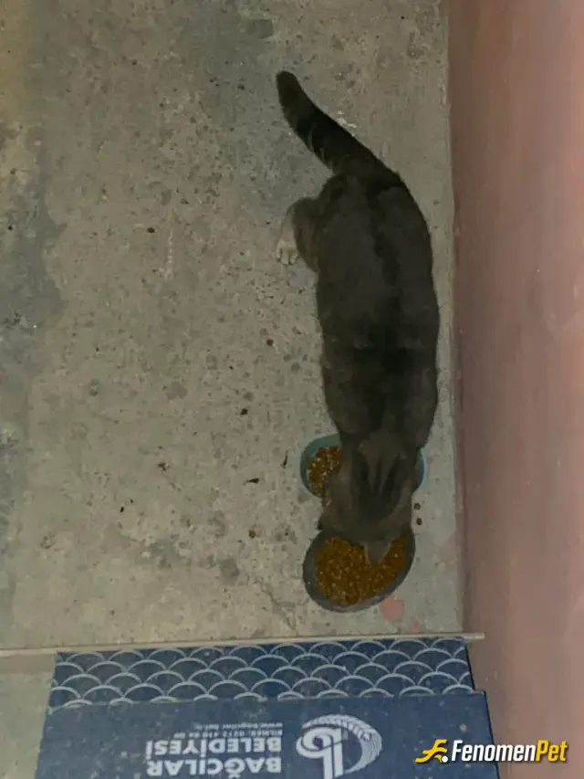 Sokak hayvanı besleme: sokaktaki yavru kediler ve annesine fenomen bet kazancim ile mama yardimi yaptim :)