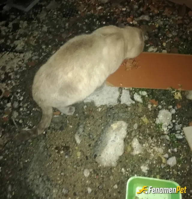 Sokak hayvanı besleme: Bizim mahallede evden atılmış bir sokak kedisi her gün beslerim böyle zaten çöp karıştırmayı bilmiyor ben mama