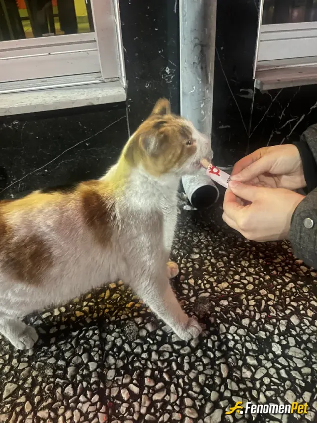 Sokak hayvanı besleme: Taa uzaklardan pisi pisi deyişimizi duyup koşa koşa geldi ve hediyesini kaptı :)