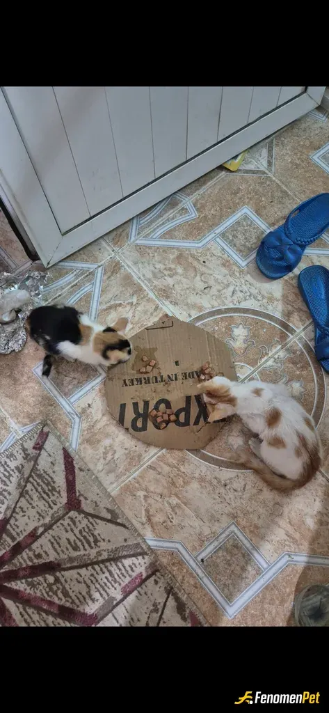Sokak hayvanı besleme: Kapının önüne gelen yavru kedileri her gün mamayla besliyorum. Toplam 12 tane