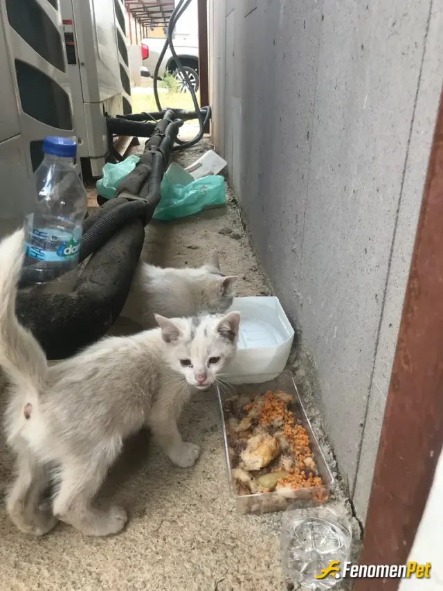 Sokak hayvanı besleme: askerdeyim beninmle hep beraber nöbet kulübesinde ben ne yersem oda aynı şeyi yiyer:)