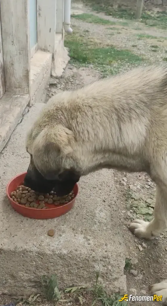 Sokak hayvanı besleme: Aslanı doyurduk:D