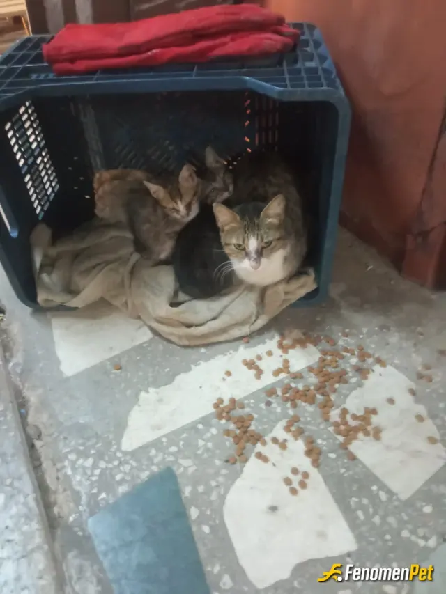 Sokak hayvanı besleme: Böyle bir proje olmasa bile biz hayvanlarımıza sahip çıkarız bunlar bir kısmı daha 10 kedi daha var resme sığm