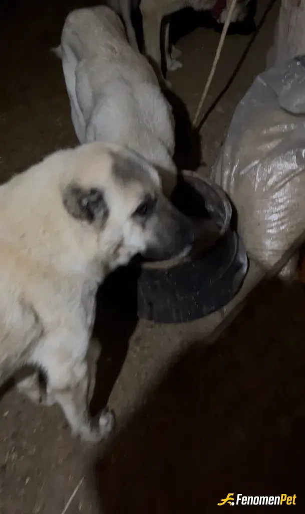 Sokak hayvanı besleme: köyümüze sahipleri köpeklerini atıp gidiyor bizde yemeklerini veriyoruz elimizden geldiği kadar aşılarını yapı
