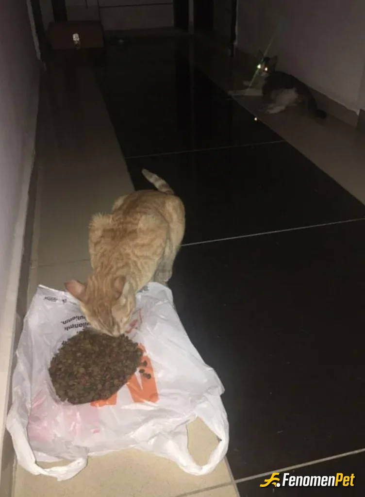 Sokak hayvanı besleme: Bir tane kediye binden mama alarak yardım ettim. üsümemesi için sıcak bir yerde besledim