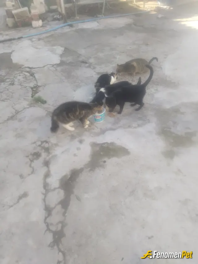 Sokak hayvanı besleme: Her gün günlük mama ve Su ihtiyaçlarını gidermeye çalışırım ve hatta bir çok kedi ve köpeği hasta olduklarında