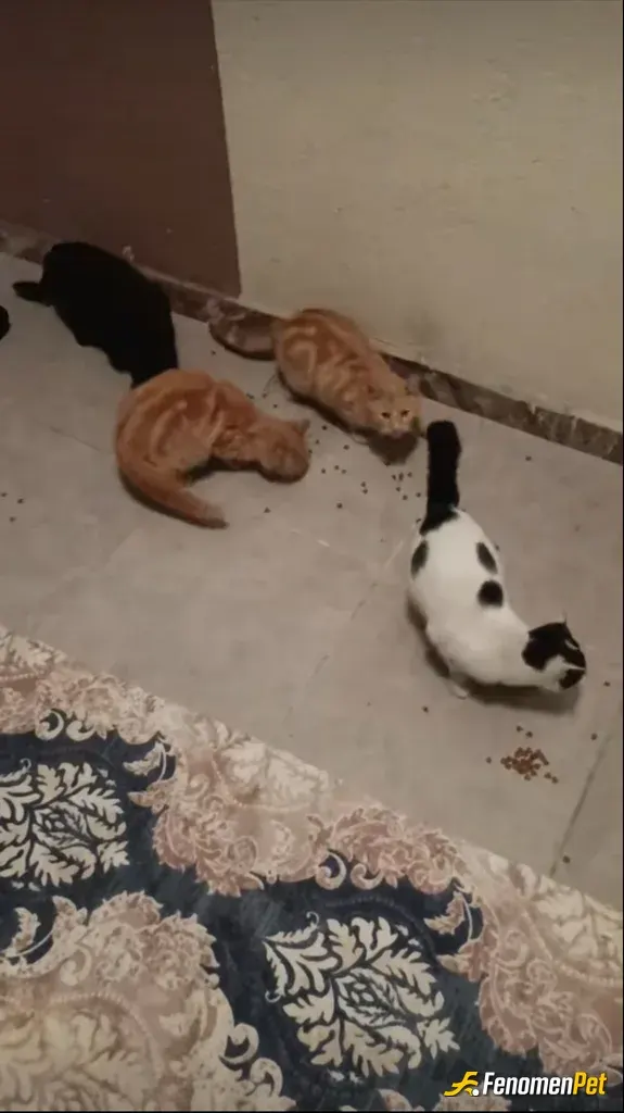 Sokak hayvanı besleme: Bizim apt bahcesine 5 tane kedi var 2 yıldır düzenli bir şekilde besliyoruz kedileri ve köpekleri seviyoruz