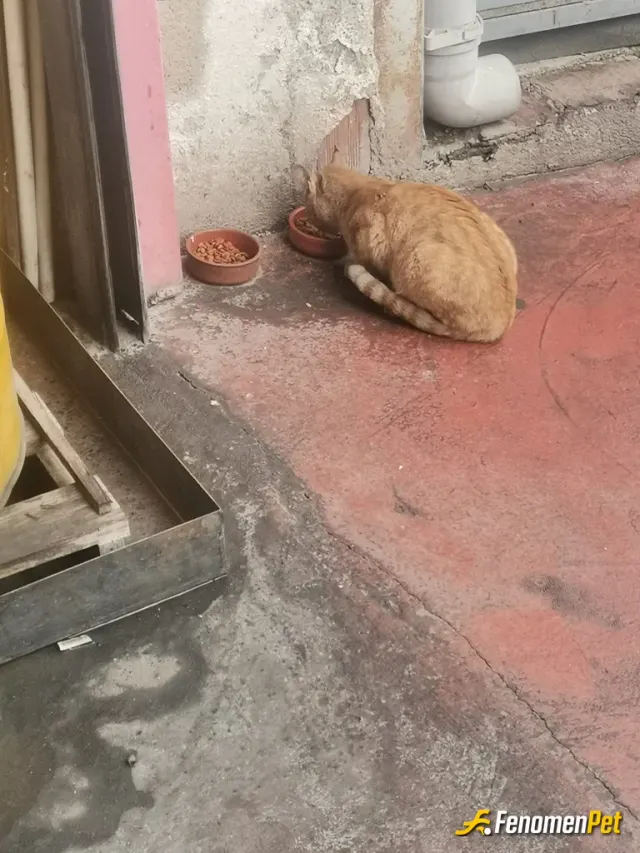 Sokak hayvanı besleme: Marketten kedi maması aldım sevimli küçük dostlarımız için