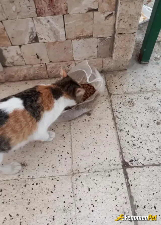 Sokak hayvanı besleme: Düzenli olarak elimden geldiğince sokakta gördüğüm hayvanlar için mama falan vermeye çalışıyorum zaten. Hayvan