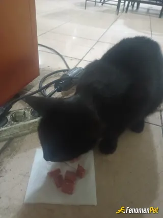 Sokak hayvanı besleme: Kedicik