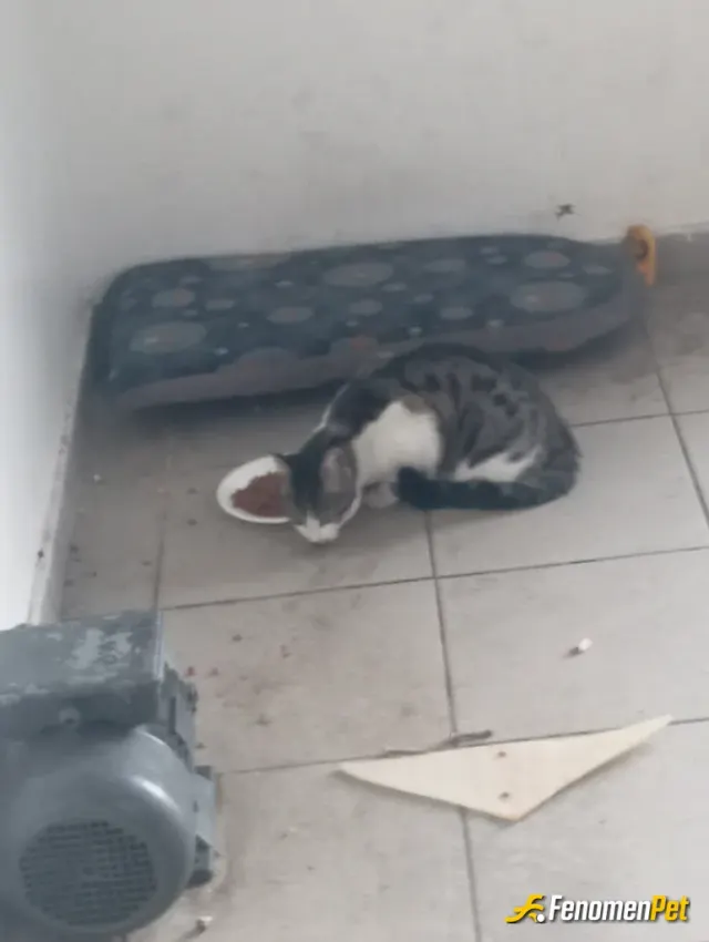 Sokak hayvanı besleme: İş yerinde kedilere genel olarak barınak ve mama sağlıyoruz
