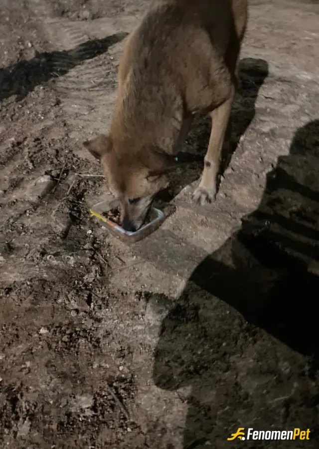 Sokak hayvanı besleme: sokak köpeğine marketten aldığım et ürünlerinden verdim