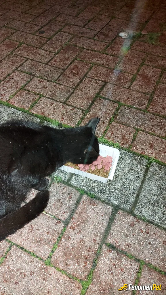 Sokak hayvanı besleme: Aç hayvanı doyurmamıza sebep olduğunuz için teşekkürler fenomenbet :)