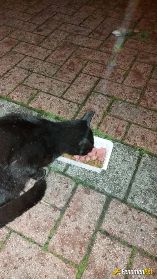 Sokak hayvanı besleme: Aç hayvanı doyurmamıza sebep olduğunuz için teşekkürler fenomenbet :)