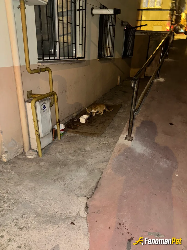 Sokak hayvanı besleme: Evlerimizin önünde bir kap mama kışı daha kolay geçirmelerine büyük fayda sağlamakta