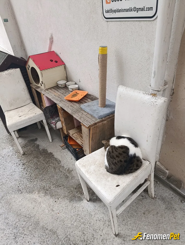 Sokak hayvanı besleme: Patili dostlarımızı koruyoruz besliyoruz