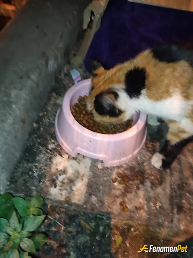 Sokak hayvanı besleme: Bugün de karnı doydu