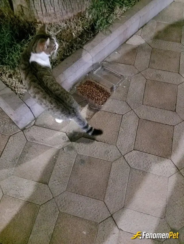 Sokak hayvanı besleme: Sürekli besledigimiz kedilere daha çok mama
